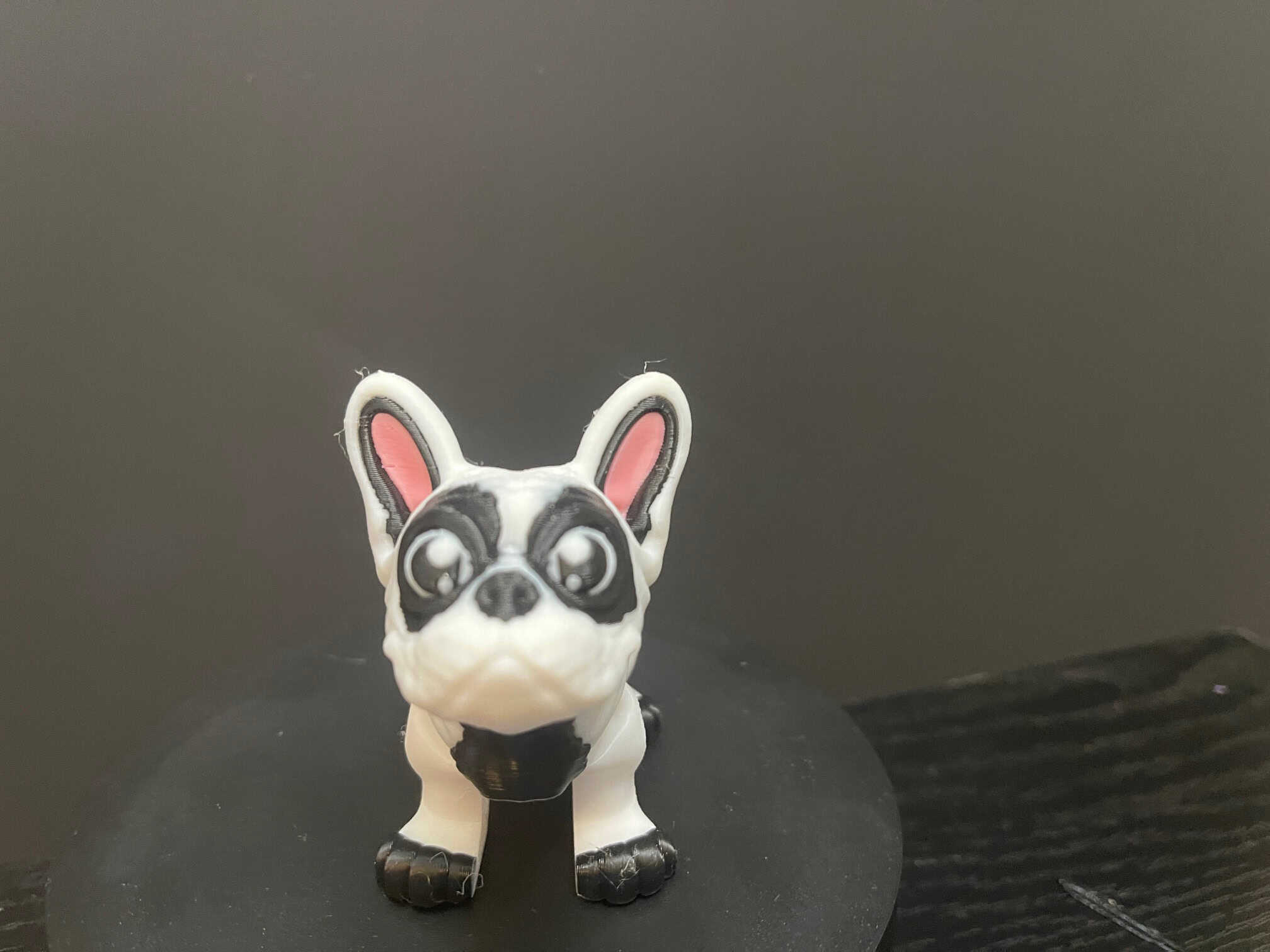 Frenchie Bulldog