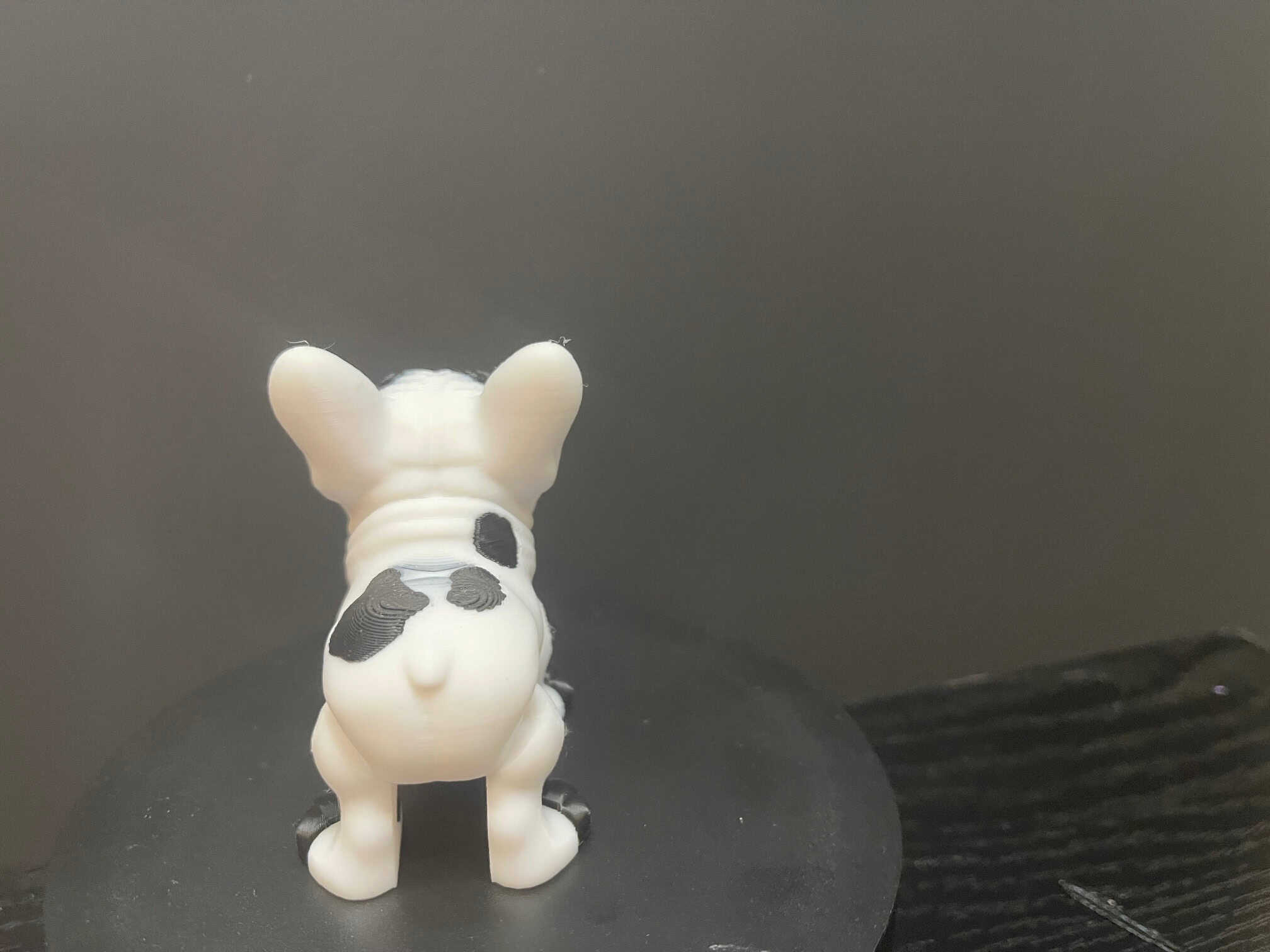 Frenchie Bulldog - Image 4
