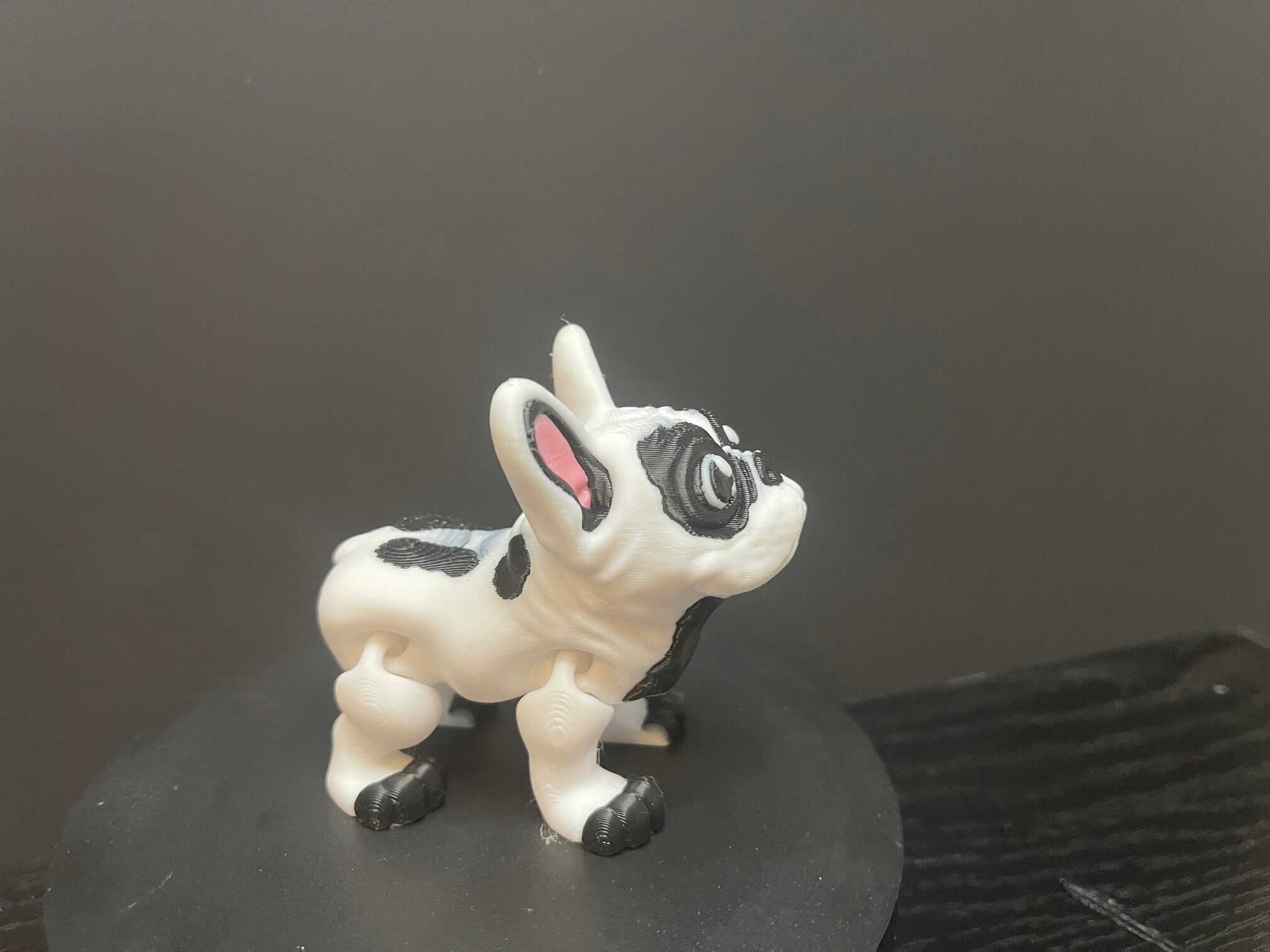 Frenchie Bulldog - Image 5